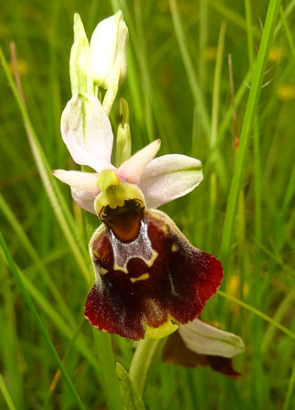 Ophrys holosericea subsp. holosericea